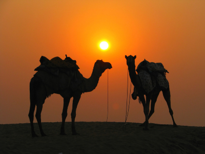 Delightful 2 Nights Camel Safari in The Great Thar Desert