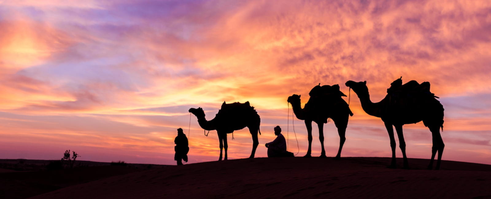 camel safari (1)