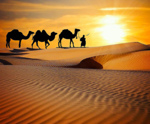 camel safaris in Jaisalmer