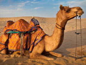 Mesmerizing Camel Safari with Bliss of Thar Desert