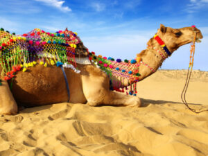 camel safari in Jaisalmer Desert