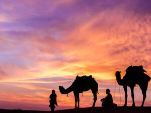 Sunset camel safari